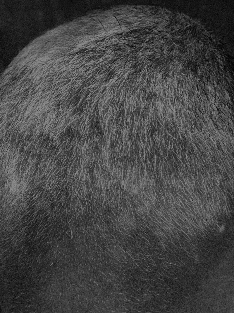 © Joel Jimenez - "Feathers", 2025.  Detail of my father’s scalp.