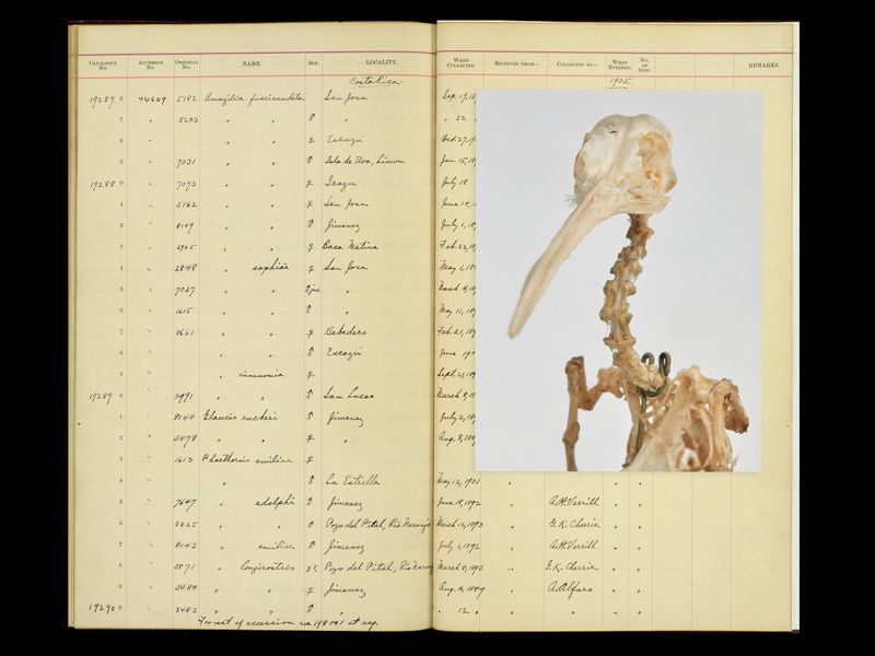 © Joel Jimenez - Image from the Glimmers, feathers and staring skies photography project