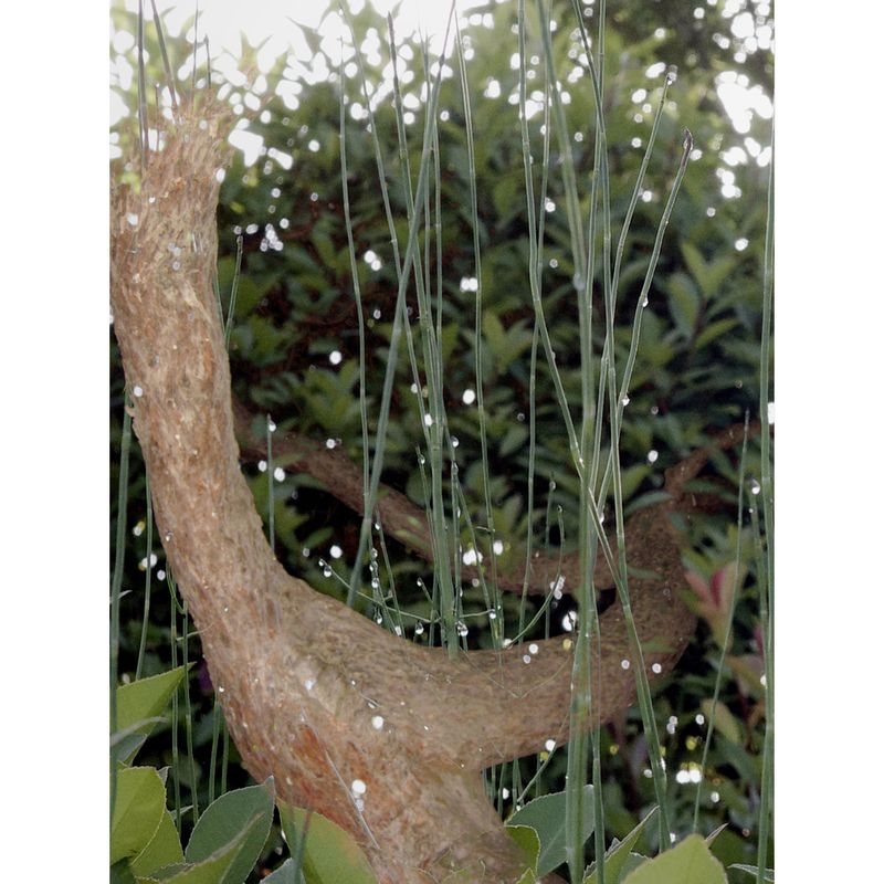 © BALLOON - Morning Dew · Fleeting Renewal•	Dew crystals gleam—momentary brilliance concealing renewal.