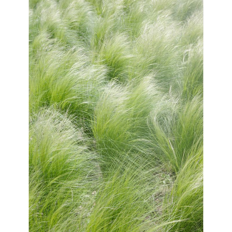 © BALLOON - Wind on Grass · Gentle Edge•	Grass bends in wind—softness reveals a hidden edge.