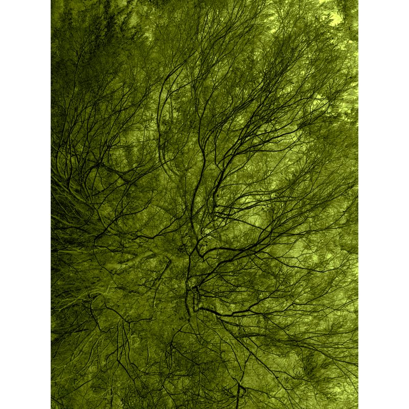 © BALLOON - Winter Branch · Latent Tension•	A bare branch stands still, storing latent force beneath.