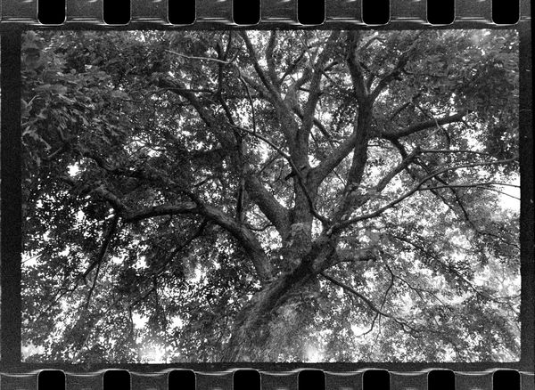© Anuj Ambalal - Old tree by the ashram