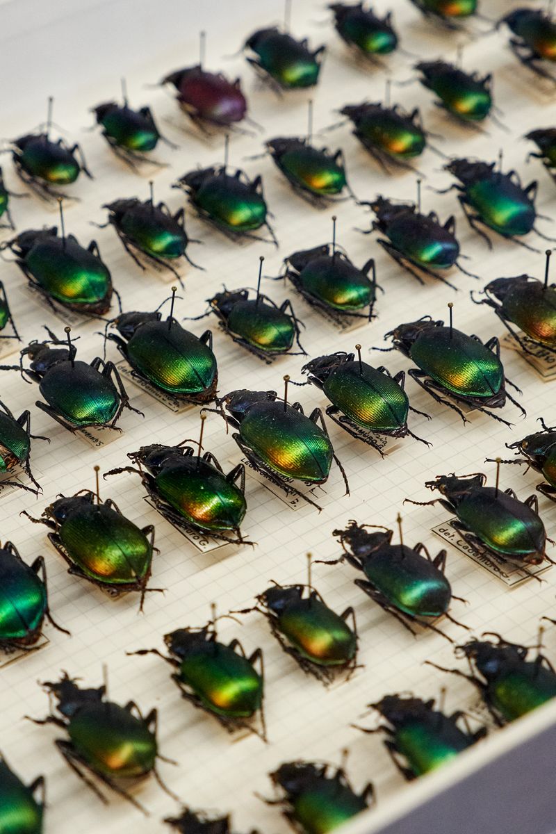 Image from a project on PhMuseum