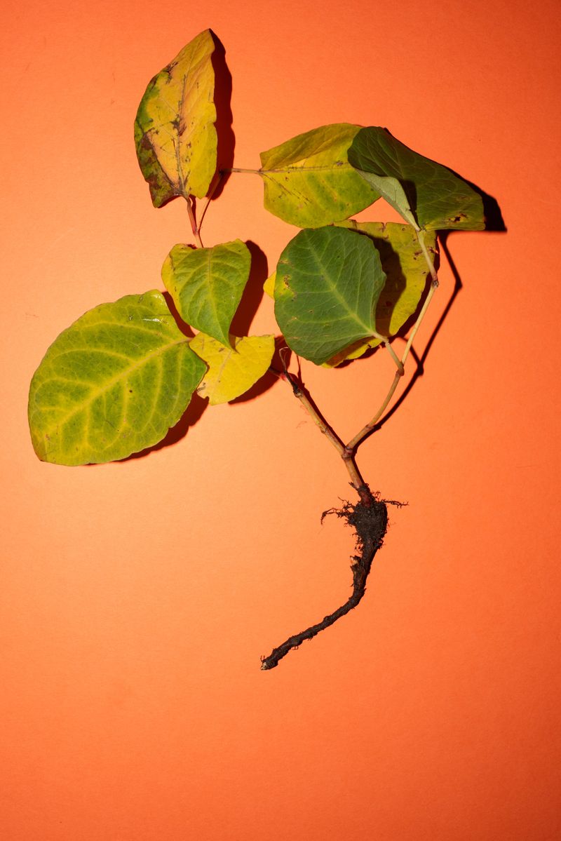 © Erik Irmer - Image from the ALIENS photography project