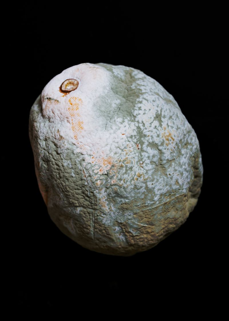 © David Löffler - When life gives you lemons