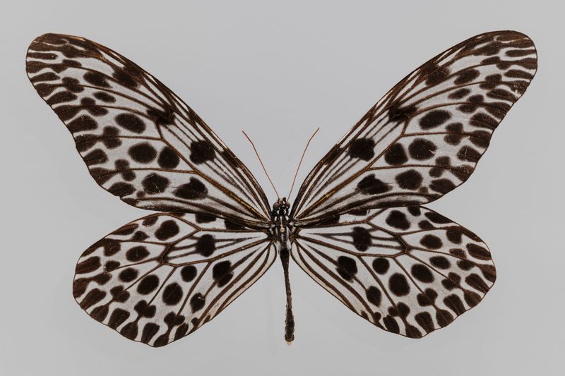 © David Löffler - Dead butterfly