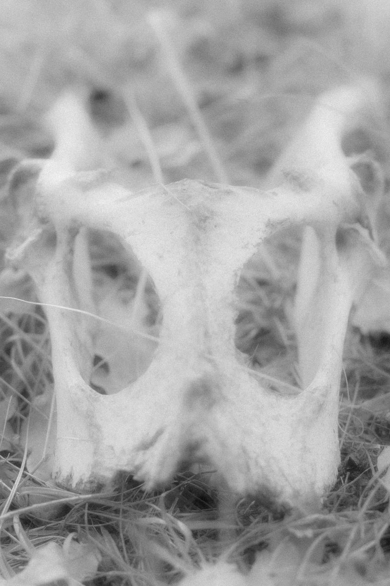 © Anna Guseva - Image from the "Let the wolf howl in the night" photography project