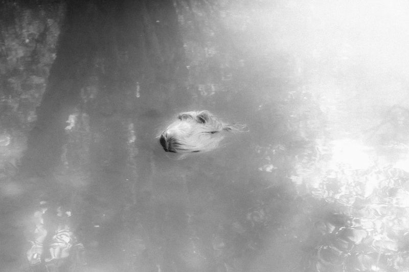 © Anna Guseva - Image from the "Let the wolf howl in the night" photography project