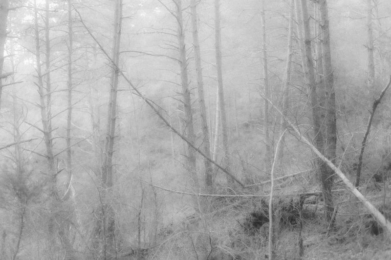 © Anna Guseva - Image from the "Let the wolf howl in the night" photography project