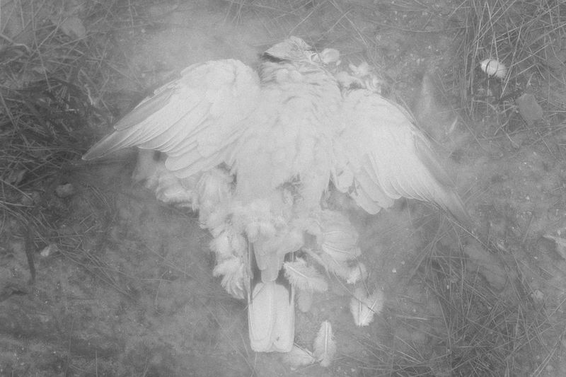 © Anna Guseva - Image from the "Let the wolf howl in the night" photography project