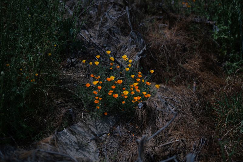 © Stefan Nieland - Image from the Megaincendio photography project