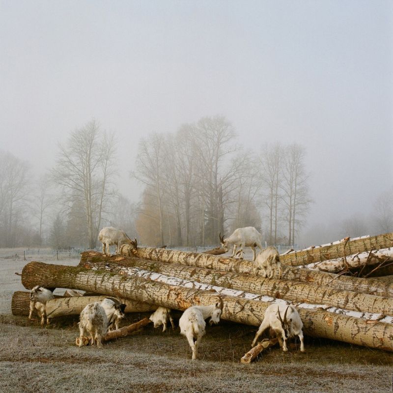 © Sofia Tatarinova - Image from the The udmurt suicide photography project