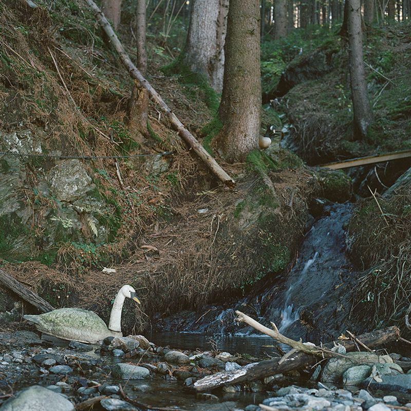 © Sofia Tatarinova - Image from the Magic forest photography project