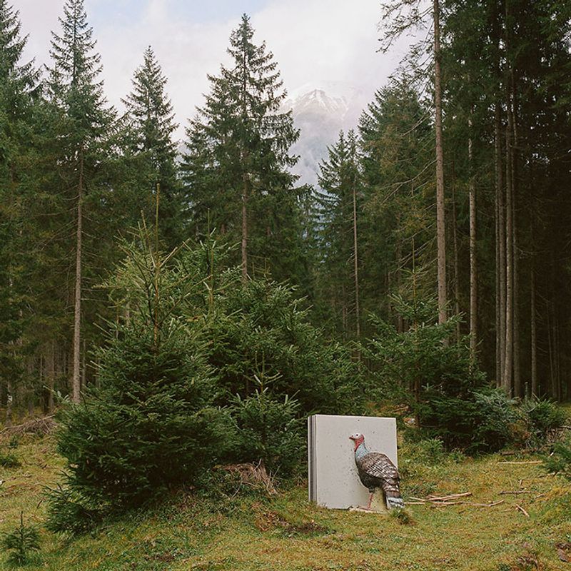 © Sofia Tatarinova - Image from the Magic forest photography project