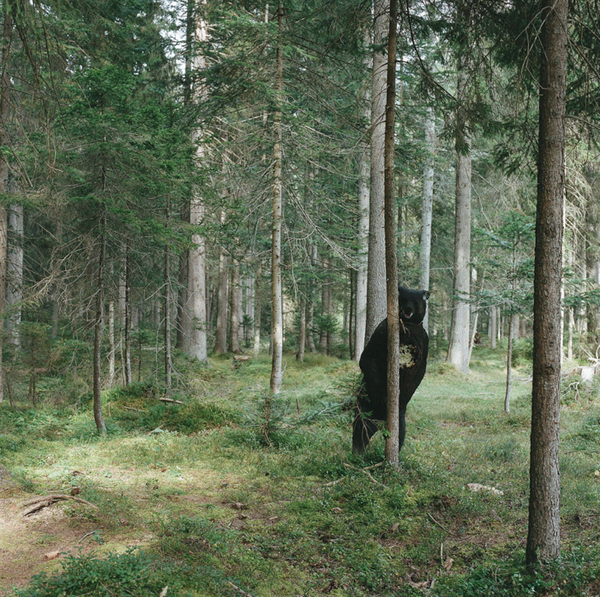 © Sofia Tatarinova - Image from the Magic forest photography project
