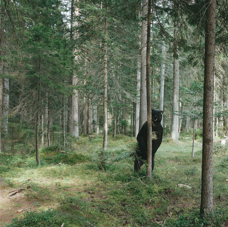 © Sofia Tatarinova - Image from the Magic forest photography project