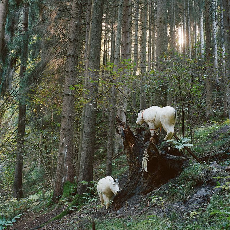 © Sofia Tatarinova - Image from the Magic forest photography project