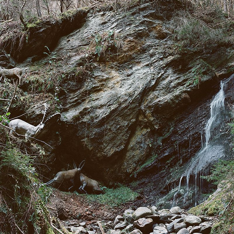 © Sofia Tatarinova - Image from the Magic forest photography project