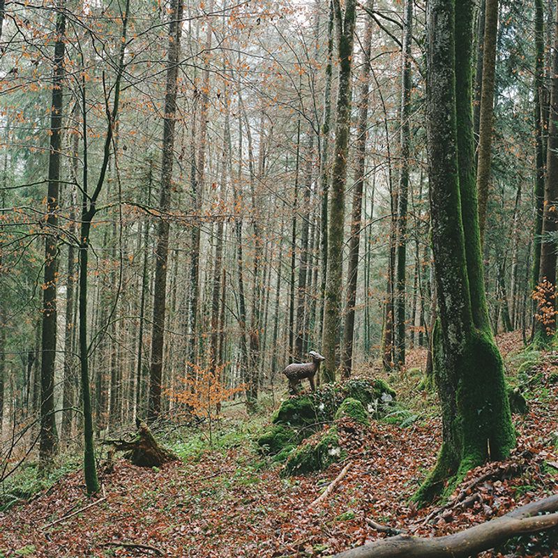 © Sofia Tatarinova - Image from the Magic forest photography project