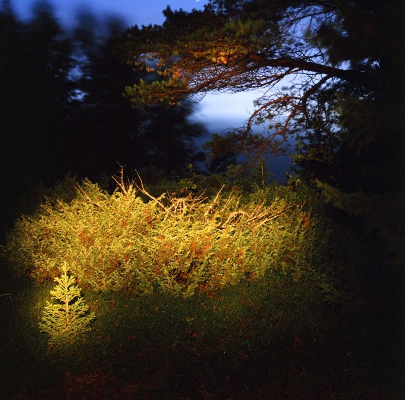 © Sofia Tatarinova - Image from the Night fairy tales photography project