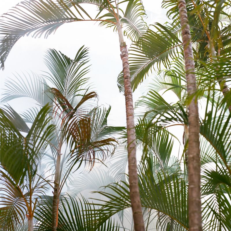 © Kathy Anne Lim - Palms, Singapore 2020