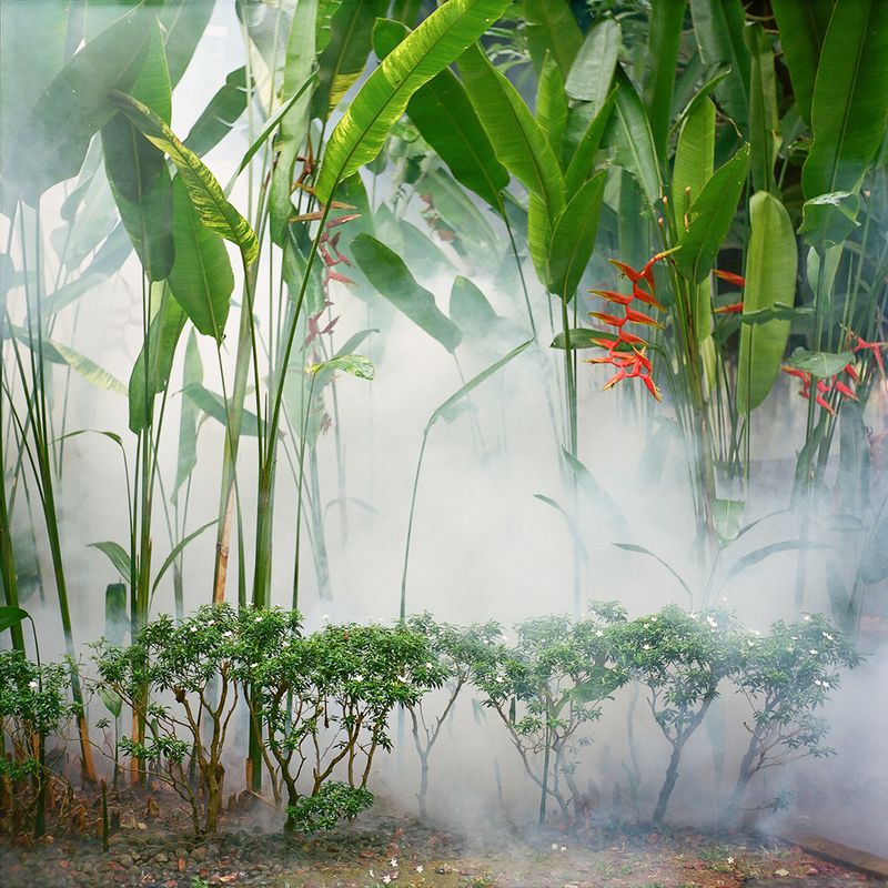 © Kathy Anne Lim - False bird of paradise, Singapore 2017