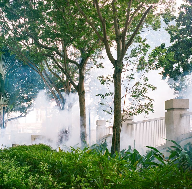 © Kathy Anne Lim - Wayside, Singapore 2020