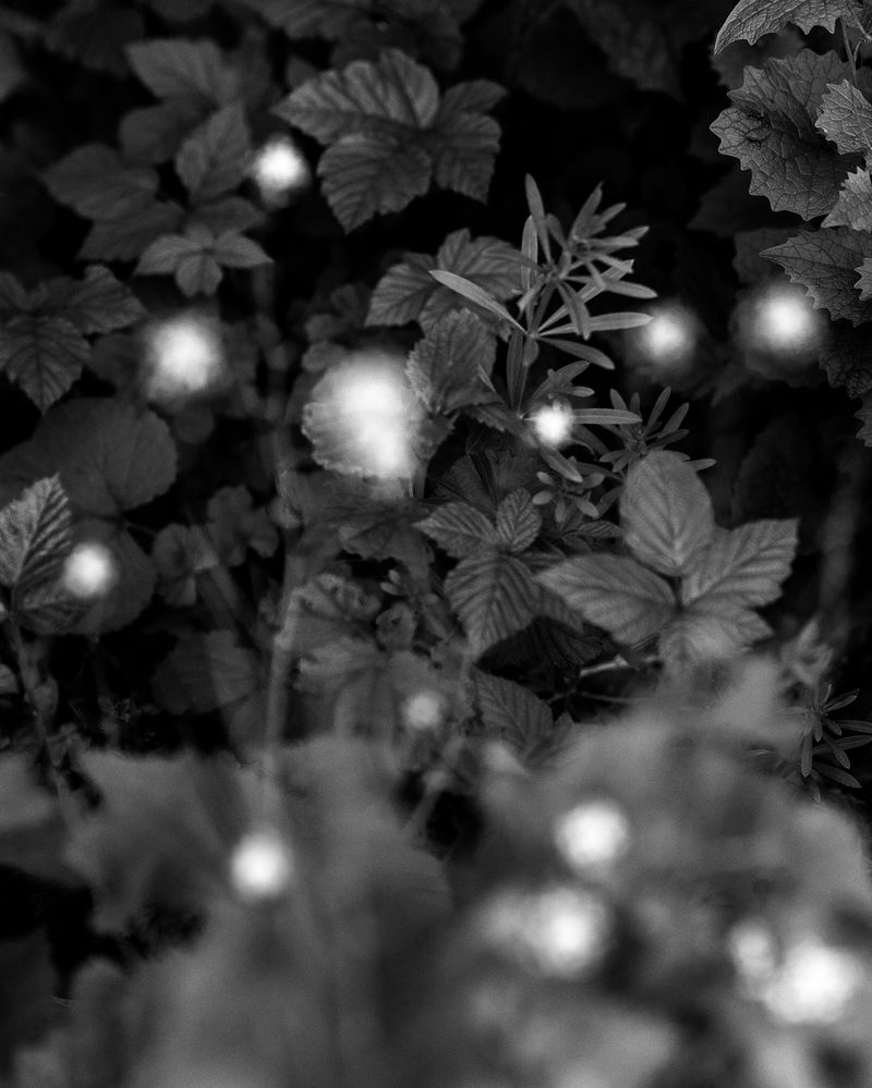 © Ligia Popławska - Image from the Fading Senses photography project