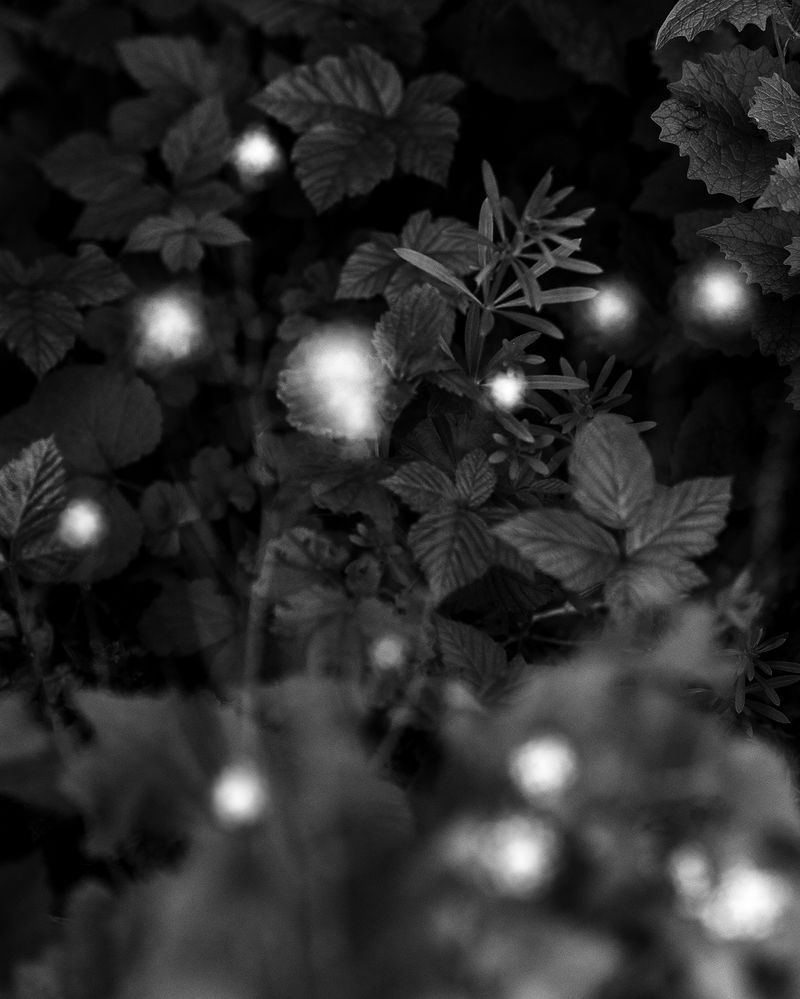 © Ligia Popławska - Image from the Fading Senses photography project