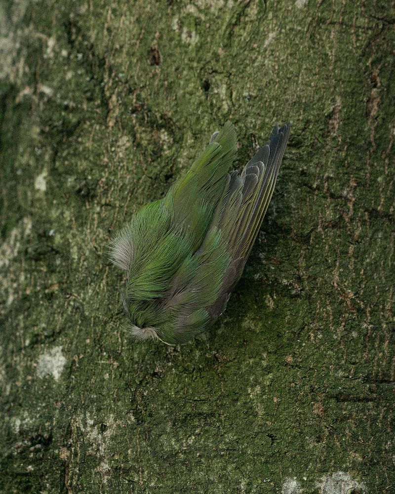 © Ligia Popławska - Image from the Fading Senses photography project