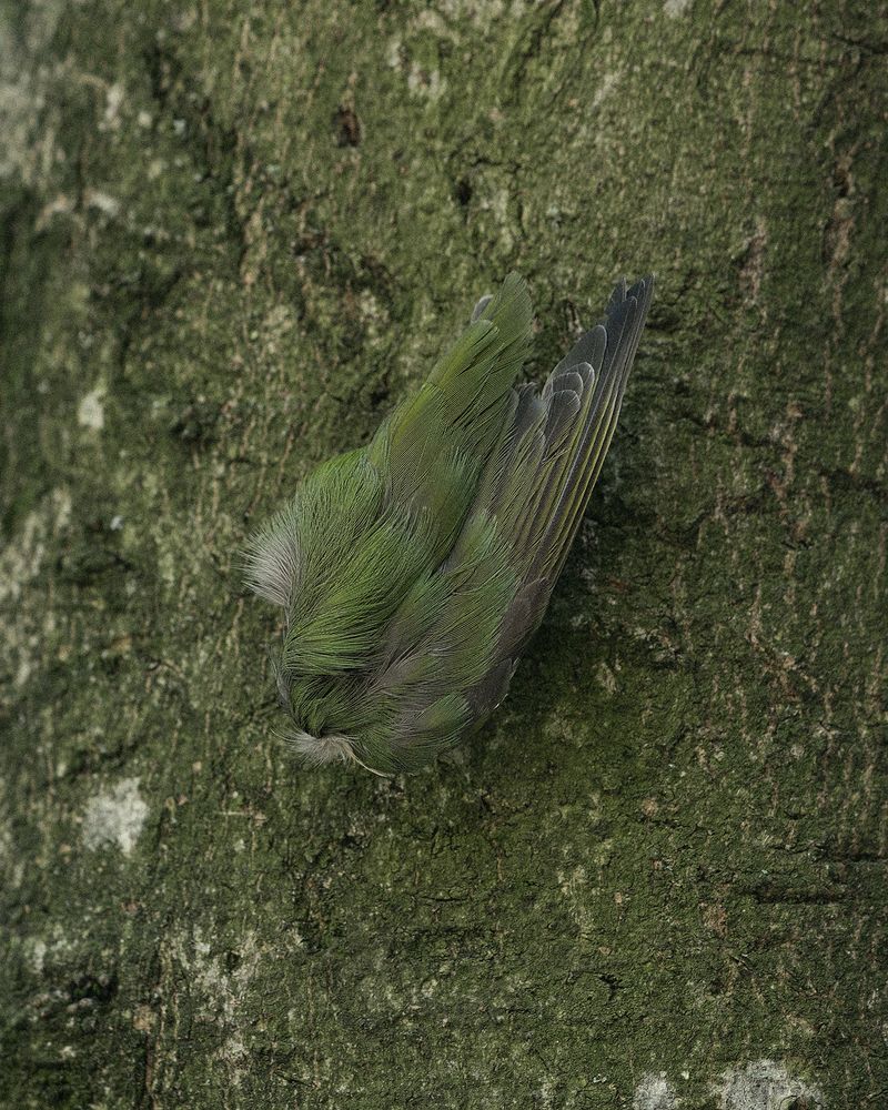 © Ligia Popławska - Image from the Fading Senses photography project