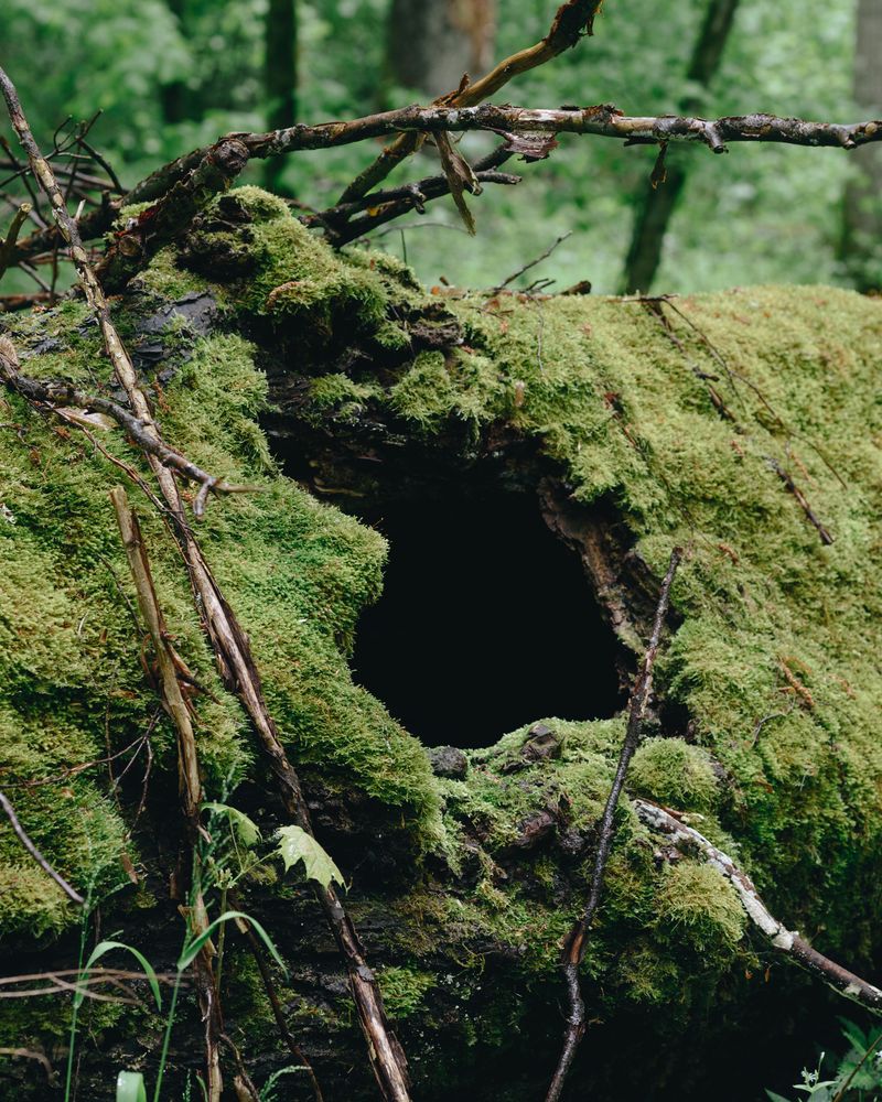 © Ligia Popławska - Image from the Whispers of the Primeval Forest photography project