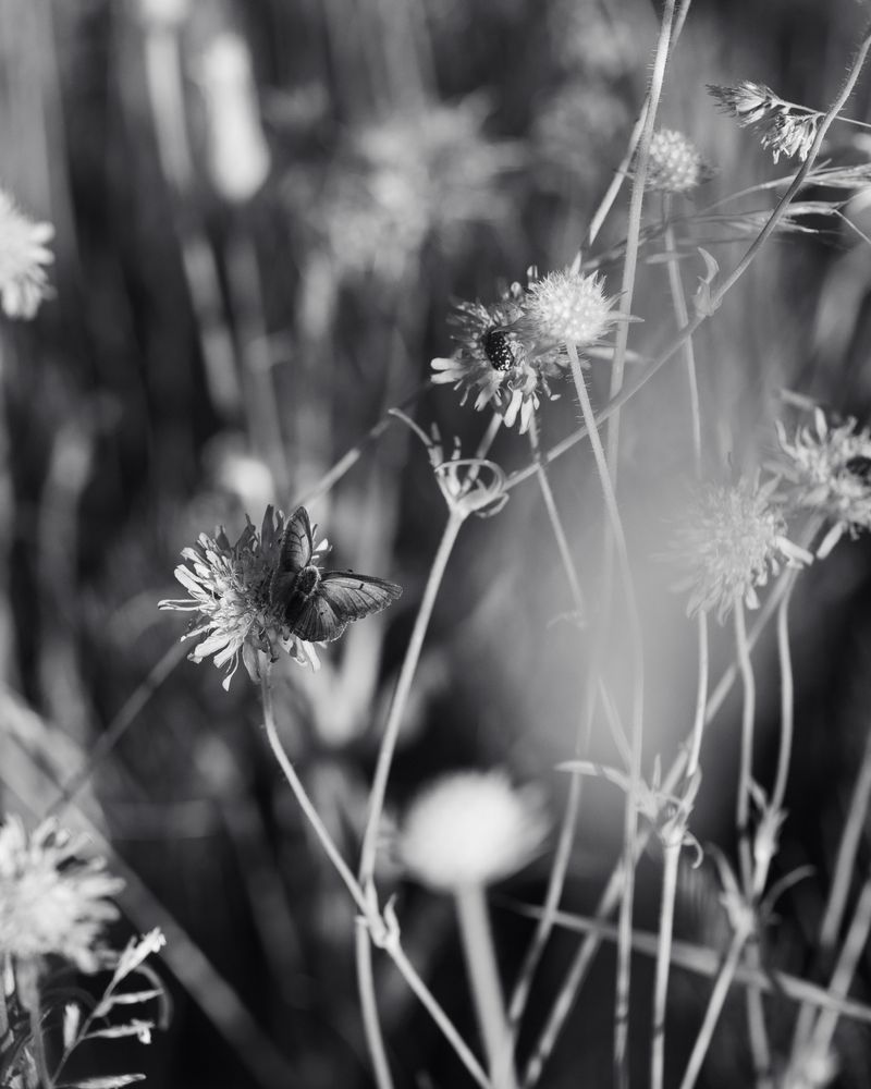 © Ligia Popławska - Image from the Whispers of the Primeval Forest photography project