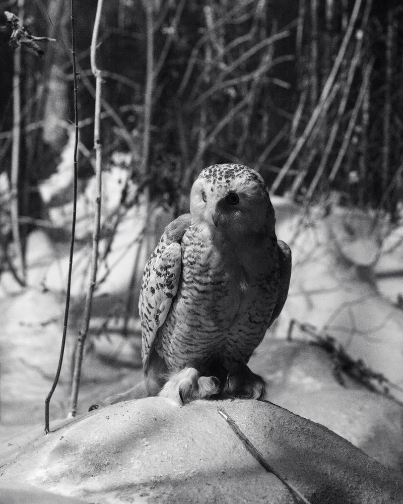 © Ligia Popławska - Image from the Whispers of the Primeval Forest photography project