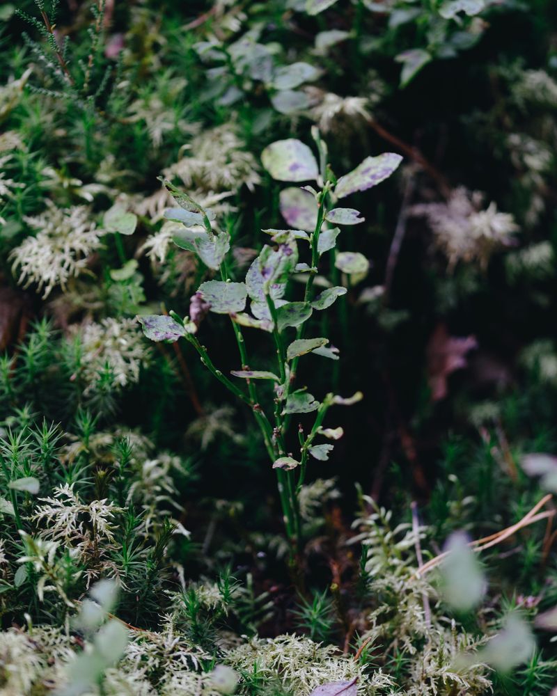 © Ligia Popławska - Image from the Whispers of the Primeval Forest photography project