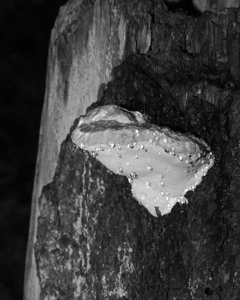 © Ligia Popławska - Image from the Whispers of the Primeval Forest photography project