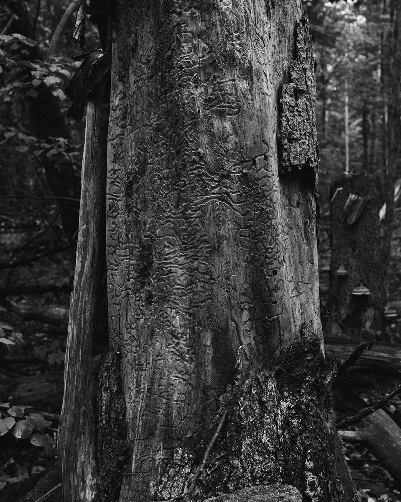 © Ligia Popławska - Image from the Whispers of the Primeval Forest photography project