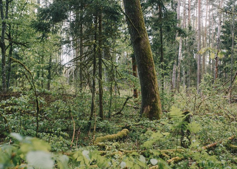 © Ligia Popławska - Image from the Whispers of the Primeval Forest photography project