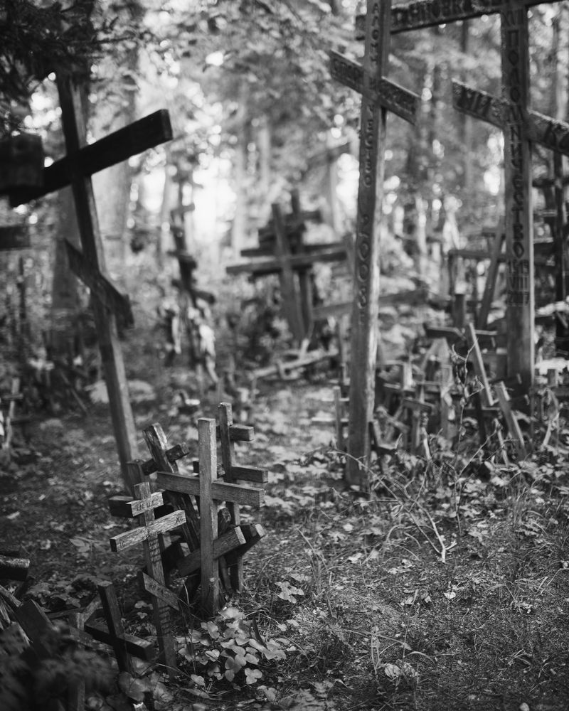 © Ligia Popławska - Image from the Whispers of the Primeval Forest photography project