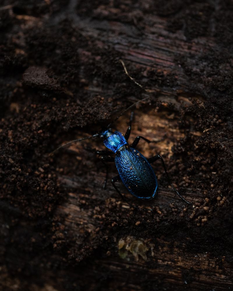 © Ligia Popławska - Image from the Whispers of the Primeval Forest photography project