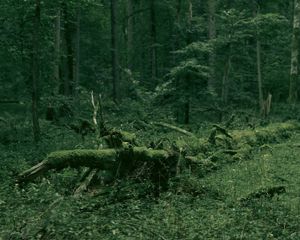 Whispers of the Primeval Forest