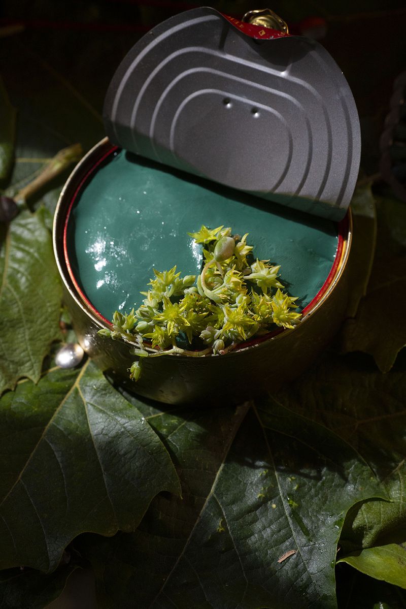 © Sunny Strader - Image from the Edible Trip to Innerspace photography project