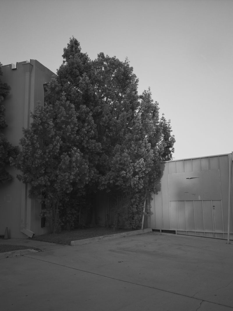 © Larry Gorman - Image from the How Bees see green photography project