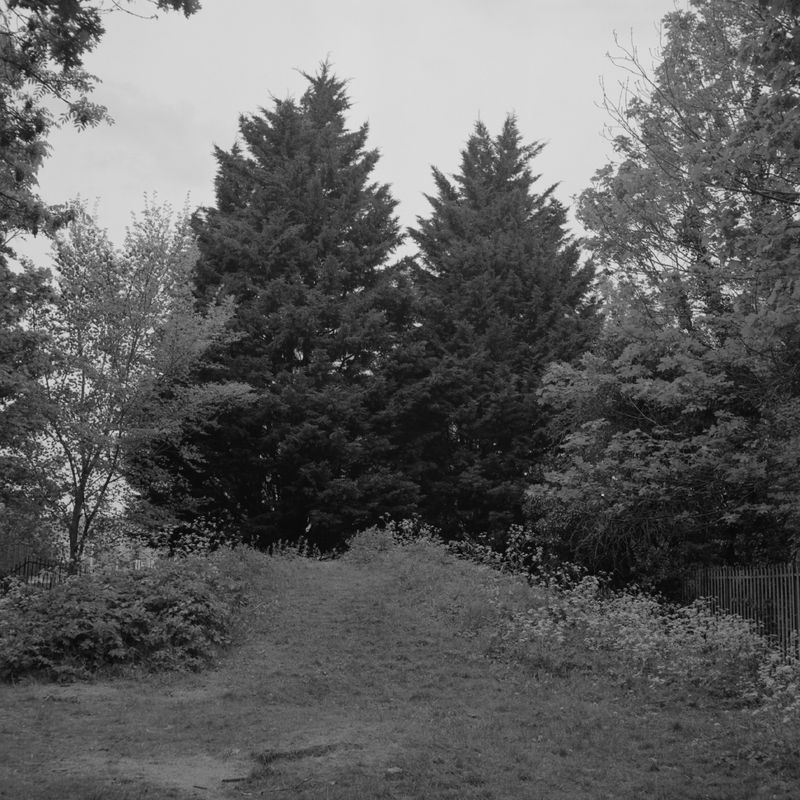 © Larry Gorman - Image from the How Bees see green photography project