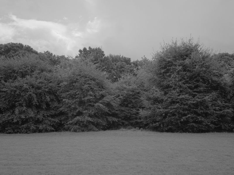 © Larry Gorman - Image from the How Bees see green photography project