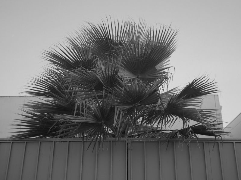 © Larry Gorman - Image from the How Bees see green photography project