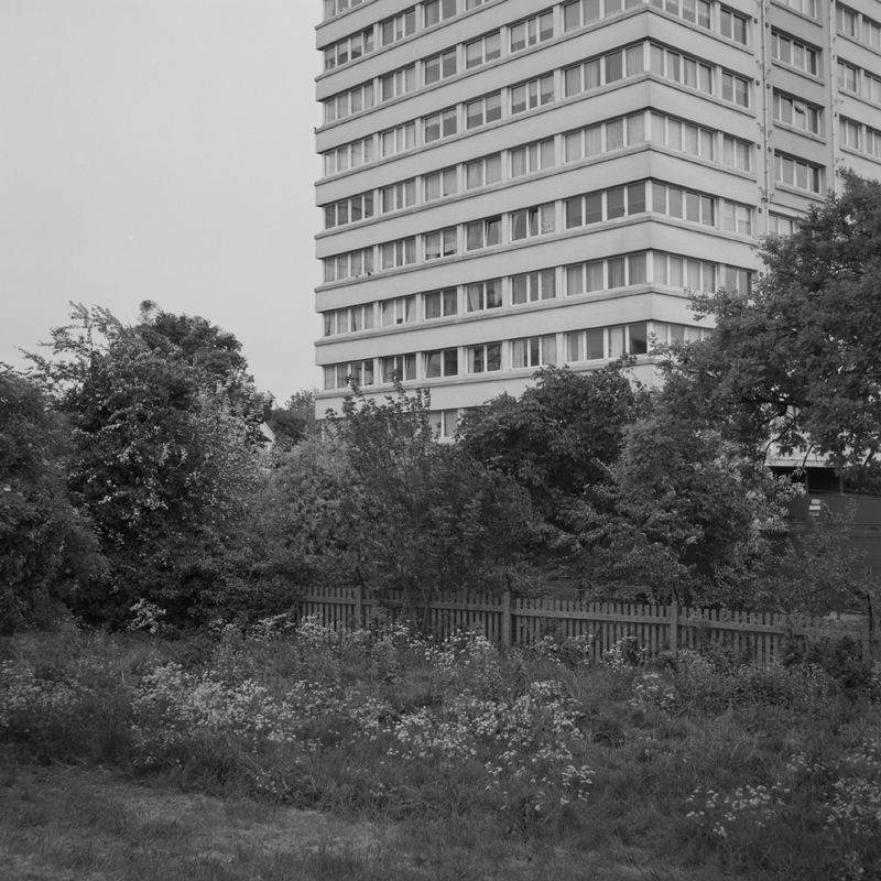 © Larry Gorman - Image from the How Bees see green photography project