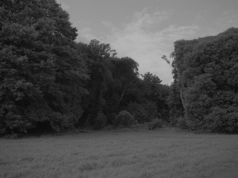 © Larry Gorman - Image from the How Bees see green photography project
