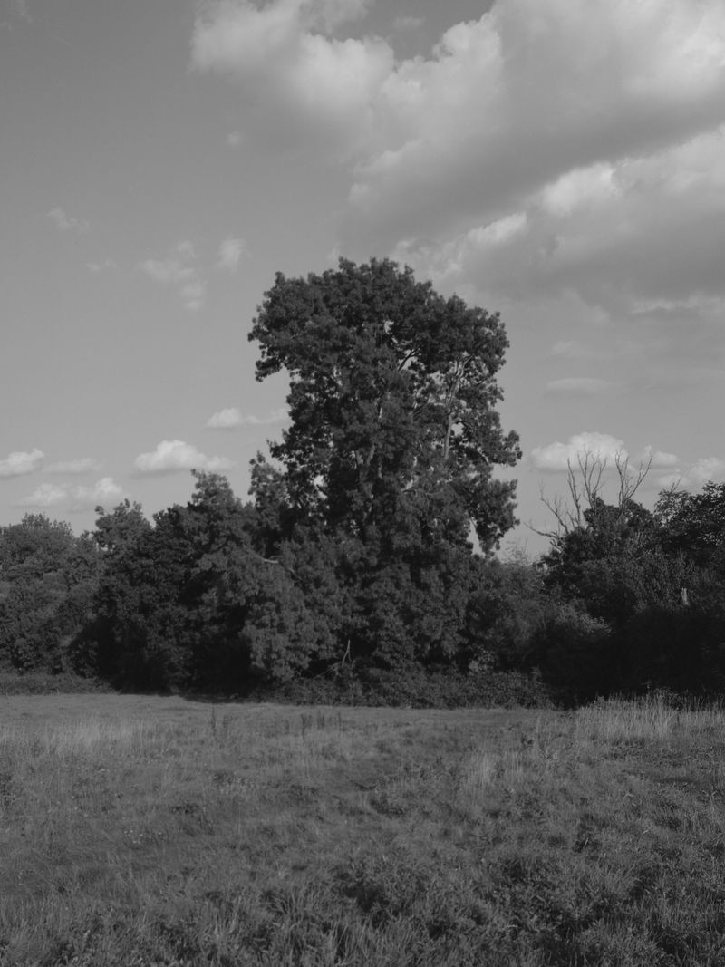 © Larry Gorman - Image from the How Bees see green photography project