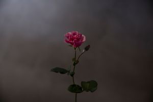 poetry in daily life